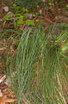 Eastern turkeybeard